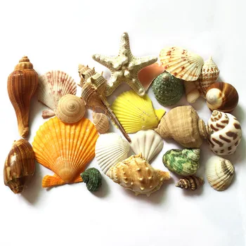 Natural Shell, Conchas E Estrelas do mar Pacote de 450G Perfurados Tanque de Peixes Paisagem, Terraço, Casamento, Decoração de Casa